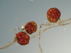 Dvouhroteček hroznovitý (Dicranella staphylina). Detail několikabuněčných rhizoidálních 
množilek – gem. Foto Z. Soldán / © Photo Z. Soldán
