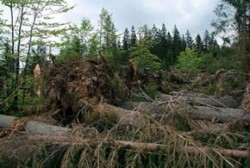 Pravidelnou obětí větrných kalamit jsou především stejnověké, mělce zakořeněné smrkové porosty. Ojediněle přimíšené listnaté stromy většinou přežijí. Foto Z. Křenová / © Z. Křenová