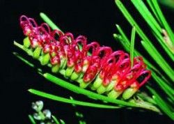 Grevillea cf. rigida z Národního parku Fitzgerald River, který je považován za jeden z botanických divů světa (rozloha téměř 330 000 ha, 1 883 druhů rostlin, z toho 72 endemitů). Greviley se v Austrálii vyskytují v tisících druhů. Foto A. Kůrka / © Photo A. Kůrka