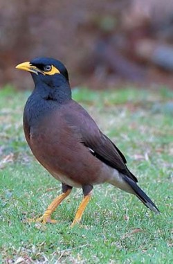 Jedním z nejhojnějších ptáků celého Thajska je velice přizpůsobivá majna obecná (Acridotheres tristis). Tento drzý, ale ostražitý pták obývá celou řadu především otevřených biotopů včetně intravilánů měst, lesnatým oblastem se vyhýbá. Foto J. Foit / © J. Foit