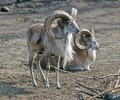 Ovce obloukorohá (Ovis cycloceros). Foto M. Anděra