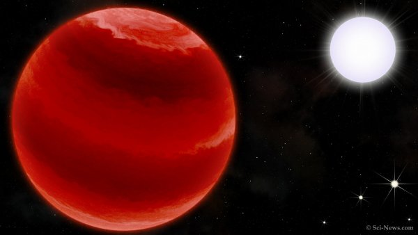 Umělecká představa tělesa TOI-503b a jeho hvězdy. Autor: Sci-News.com.