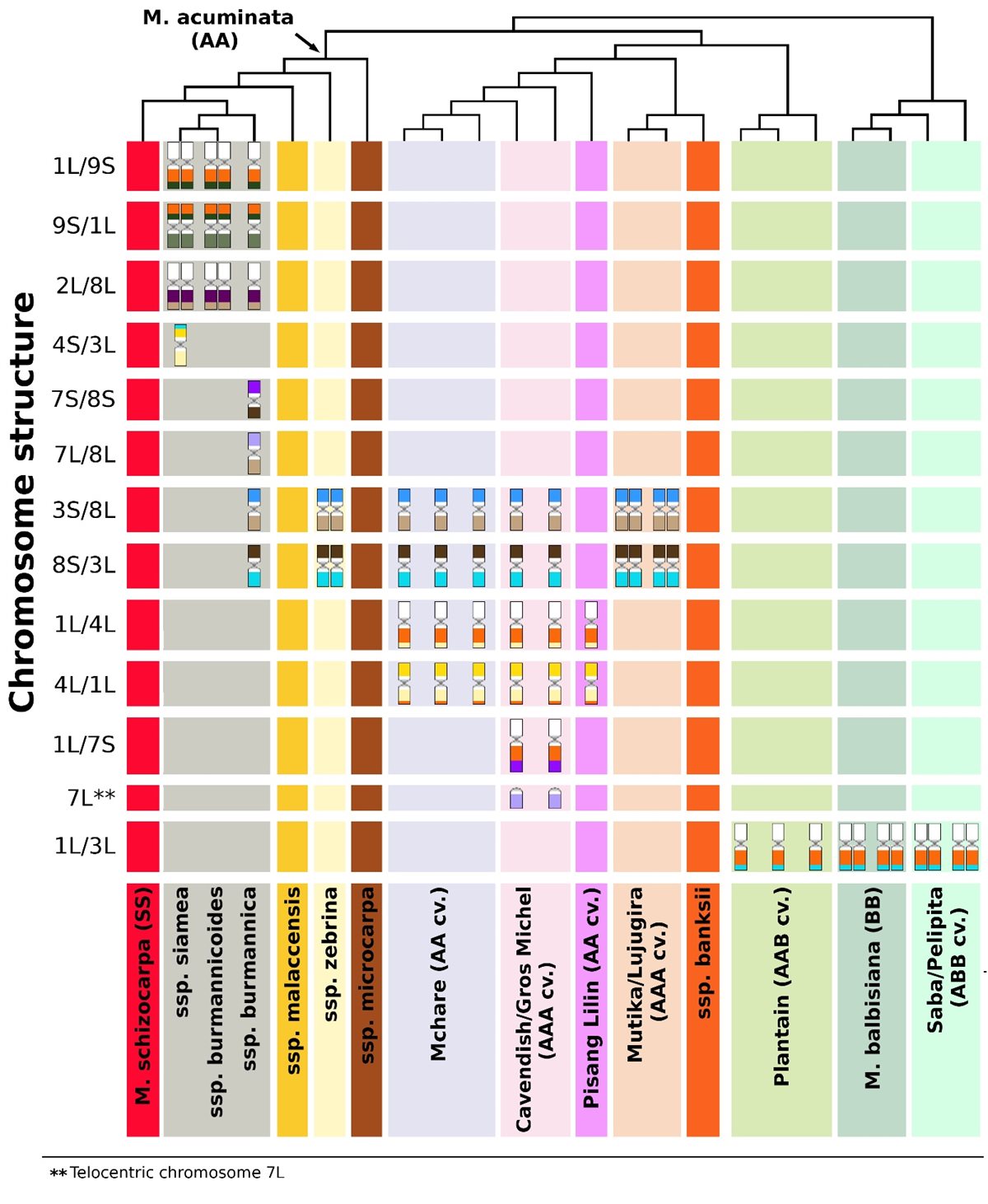 New publication: Chromosome painting in cultivated bananas and their wild relatives ( Musa spp.) reveals differences in chromosome structure