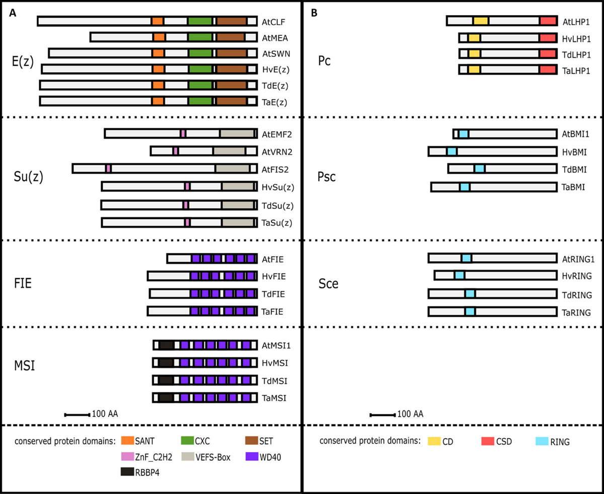 New publication: Identification of polycomb repressive complex 1 and 2 core components in hexaploid bread wheat