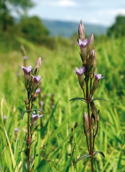 Hořeček nahořklý pravý (Gentianella amarella subsp. amarella) s čtyřčetnými i pětičetnými květy v zářezu  železniční tratě Teplice – Jílové – Děčín  mezi obcemi Malé Chvojno a Libouchec (1. září 2011). Foto J. Brabec