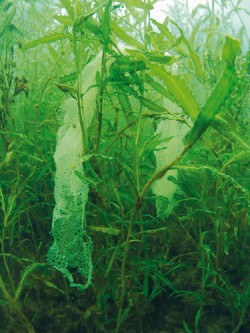 Jikerný pás okouna říčního  (Perca fluviatilis) odložený na ponořené  rostliny. Foto J. Peterka