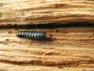 Pod kůrou žijící nápadná larva dlouhoústce krvavého (Lygistopterus sanguineus), dospělci jsou  květomilní (florikolní). Foto J. Horák
