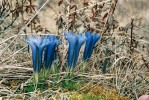 Hořec Gentiana grandiflora najdeme na Sibiři, v Mongolsku a Střední Asii. Foto: E. Součková a P. Souček