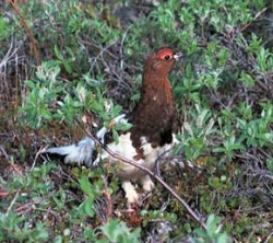 Bělokur horský (Lagopus mutus) staví svoje hnízda v tundře typické pro mírné svahy s nízkými keříky břízy zakrslé a vrb. Jedinec na obr. má napůl zimní a letní opeření. Foto J. Rusek / © J. Rusek