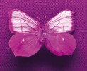 Vybrané druhy samců motýlů  ilustrující odlišnost vzhledu motýlího křídla ve viditelném a ultrafialovém (UV) světle. Pro fotografii v UV světle byla použita rtuťová zářivka emitující  ultrafialové záření o vlnové délce  365 nm a foto­aparát s UV senzitivním snímačem ­vybavený 50 mm objektivem a fotografickými filtry, které zamezují průniku záření v oblasti viditelného a infračerveného spektra. Důvodem  vysokého jasu a mírné barevné  aberace fotografií pořízených  ve viditelném světle je použitý  fotoaparát, primárně nastavený  pro snímky ve světle ultrafialovém a infračerveném. To však v tomto případě není důležité, jelikož podstatné je  zachycení UV reflektantní kresby  na křídle. Žluťásek Colias aurora  (syn. C. heos) ve viditelném světle (obr. 2) a v ultrafialovém záření (obr. 3). Žluťásek půvabný (Gonepteryx cleopatra)  ve viditelném světle (obr. 4) a v UV  záření (obr. 5). Žluťásek řešetlákový  (G. rhamni) ve viditelném světle (obr. 6) a v UV záření (obr. 7). Motýli byli  fotografováni v Tartuském muzeu přírodních věd v Estonsku. Snímky D. Stelly