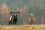 Kriticky ohrožená ovce bucharská (Ovis bochariensis) – jeden z nově vyčleňovaných druhů ovcí. Foto L. Melichar 7	Mufloni (Ovis aries musimon, popř. O. gmelini musimon). Ačkoli je již dlouho známo, že muflon je pouze zdivočelou domácí ovcí, tento fakt si jen pomalu nachází cestu do učebnic, myslivecké nebo naučné literatury. Foto P. Šaj (www.birdphoto.cz)