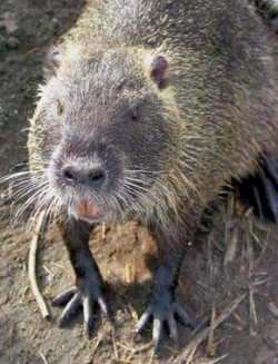 Nutrie (Myocastor coypus) se vyznačuje dlouhými hmatovými vousy. Foto M. Anděra / © M. Anděra