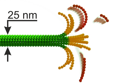 Mikrotubuly