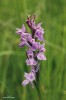 Pouze v okolí Jestřebí na Českolipsku se vyskytuje hybridogenní prstnatec český (Dactylorhiza bohemica). Foto J. Ponert