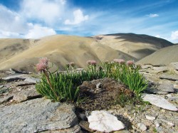 K stepním druhům Ladaku patří  rovněž chrpovník Saussurea glandulifera. V pozadí náhorní plató Malého Tibetu. Foto M. Dvorský