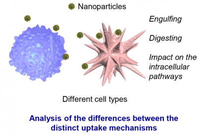21Interakce buněk s nanočásticemi a nanomateriály.png