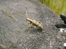 Kousavec páskovaný (Rhagium sycophanta) je lokálně hojným  tesaříkem (Moravský Krumlov).  Patří mezi brouky potenciálně  ohrožené odstraňováním pařezů. Foto J. Horák