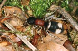 Samice kodulky horské (Mutilla marginata) klade vajíčka na larvy do hnízd čmeláků, kde jich dokáže zabít i několik.

Foto S. Krejčík / © Photo S. Krejčík