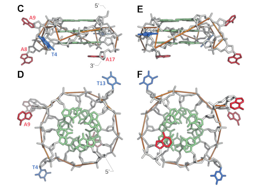 Understanding the origins of G-quadruplex biochemical specificity