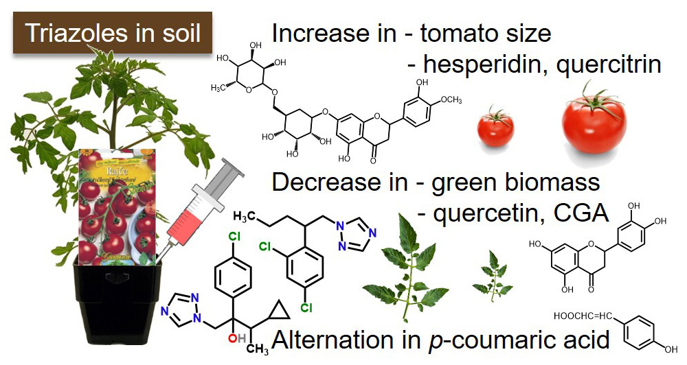 The influences of triazole fungicides in soil on tomato plants