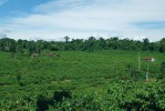 Plantáž kávovníku pěstovaná bez  stínících dřevin, Vietnam. Foto P. Němec