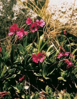 Prvosenka boží (Primula deorum) na drobivé kamenité suti v přírodním prostředí málo dotčeném civilizací na úpatí hory Musala v balkánském pohoří Rila. Foto V. Resner / © V. Resner