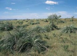 Pastviny se zakrslou palmou Butia paraguayensis jsou reliktními lokalitami udržovanými pouze charakterem managementu, jinak by zarostly dřevinami. Foto P. Kovář