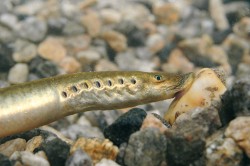 Detail hlavy dospělé samice mihule ukrajinské (Eudontomyzon mariae) z Račího potoka (4. června 2011). Foto L. Hanel