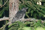 Mládě kukačky obecné (Cuculus canorus) krátce po vylétnutí z hnízda jediného dutinového hostitele kukačky, rehka zahradního (Phoenicurus phoenicurus). Utula, Finsko