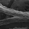 Struktura rhizomorf dřevomorky domácí (Serpula lacrymans) – silných pevných  vláken na povrchu  smrkového dřeva  po jednom měsíci  od napadení. Rhizomorfy jsou tvořeny spletí houbových vláken (hyf). Foto O. Kofroňová