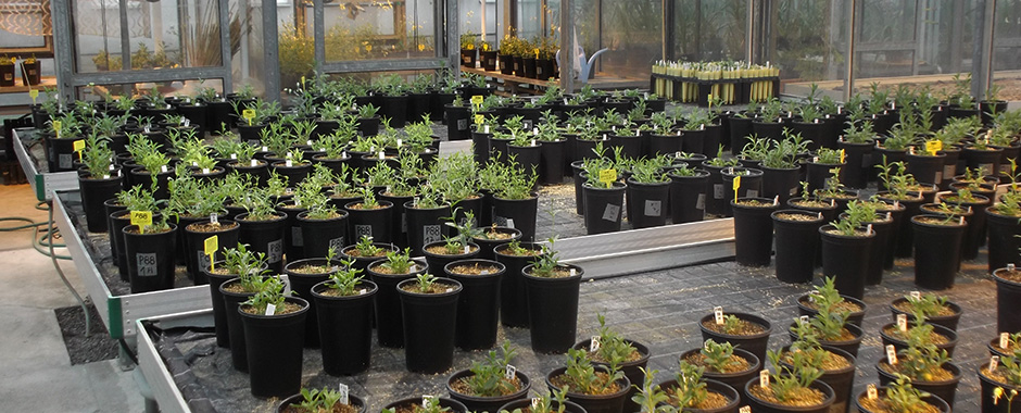 The interior of the big greenhouse