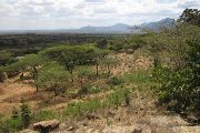 Somálsko-masajská savana v tzv. Africkém rohu je typickým biotopem bércounů z nově pojmenovaného rodu Galegeeska.