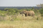 Ve stejném typu ekosystému žijí v severní Keni i příbuzní bércounů, sloni afričtí.