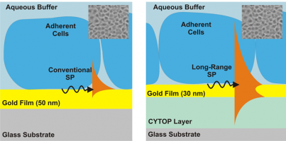 Monitoring cellular integrity and response of cells to external stimuli by surface plasmons with different probing depths.