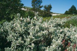 Vrba laponská (Salix lapponum)  na vrcholovém plató Vitoši, v dosahu sofijské městské hromadné dopravy. Vitošská rašeliniště také mají mnoho  izolovaných výskytů boreálních druhů rostlin, některé ale nebyly v současnosti znovu nalezeny. Existuje podezření, že za to může čerpání pitné vody pro Sofii. Foto P. Hájková a M. Hájek