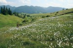 Vápnité prameništní slatiniště s dominujícím suchopýrem širolistým (Eriophorum latifolium) v centrální části Rodop nad vesnicí Mugla. V nadmořské výšce kolem 1 800 m prameniště  vypadají podobně jako ve středních nadmořských výškách Karpat. Potkávají se zde horské rostliny s podhorskými druhy vápnitých slatinišť a mokrých luk;  balkánsko-východokarpatské druhy jsou zastoupeny prstnatcem krvavým (Dactylorhiza cordigera) a sítinou hustokvětou (Juncus thomasii). Suchopýr širolistý  má v Bulharsku širokou ekologickou niku a roste i ve zcela nevápnitých  kyselých mokřadech. Foto P. Hájková a M. Hájek