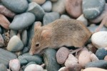 Myš domácí (Mus musculus) má  na Sokotře světlé zbarvení a téměř bílé břicho. Představuje potomky několika poddruhů z evropské a asijské pevniny, žije převážně synantropně. Foto J. Suchomel