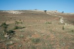 Většina ostrova Sokotra je v současné době postižena nadměrnou pastvou a s tím související erozí půdy. Foto J. Suchomel