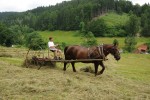  5	Citlivá maloplošná seč a postupná sklizeň sena podporuje rostlinná společenstva a nemá tak devastující dopady na populace hmyzu jako velkoplošná mechanizovaná sklizeň čerstvé  rostlinné hmoty pro následné silážování.  Foto D. Halata