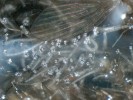 Dýchací spirakula (průduchy) larev koutule v povrchovém filmu vodní  hladiny. Sifonální článek s přídatnými štětinami umožňuje zachytit vzduchovou bublinu, jejíž pomocí larva pod vodou dýchá. Foto H. Šuláková