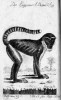 Kočkodan Dianin (Cercopithecus  diana) s typickou bílou linií nad očními oblouky – stříbrným lukem bohyně lovu. Orig. G.-L. L. de Buffon (1792)