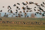  Při vyrušení bernešky rudokrké (Branta ruficollis) vzlétaly o něco dříve než husy běločelé (Anser albifrons).