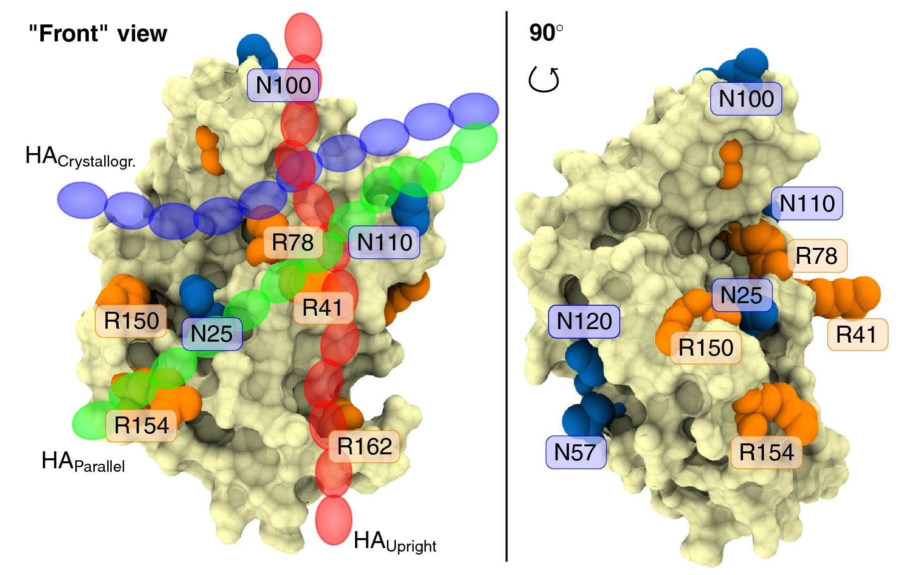 How N-glycosylation modulates receptor-ligand binding