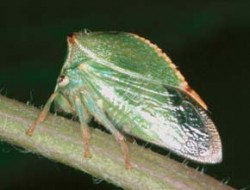 Ostnohřbetka americká (Stictocephala bisonia), která je díky svému exotickému vzhledu velmi nápadná a nezaměnitelná. Foto P. Kočárek / © P. Kočárek