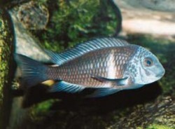 Tlamovec Duboisův (Tropheus duboisi) z populace "Bemba", vyskytující se v severní části afrického jezera Tanganika. Foto J. Májsky / © J. Májsky