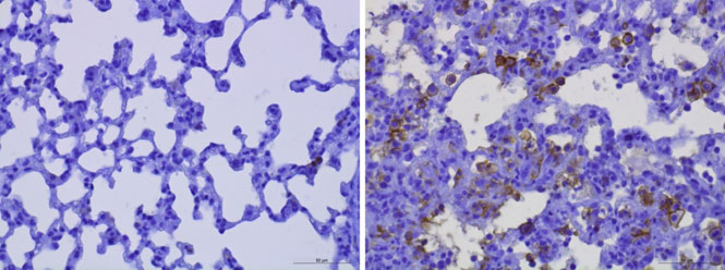 Mikrofotografie (zvětšení 400x) plicních tkání myší 8 dní po infekci SARS-Cov-2.