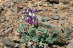 Lupina Lupinus concinnus dorůstá  na přírodním stanovišti na ostrově  Cedros poměrně malých rozměrů. Foto L. Kunte