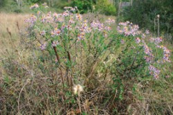 Hvězdnice sivá (Aster canus) v NPR Šúr u Bratislavy. Foto D. Dítě / © Foto D. Dítě