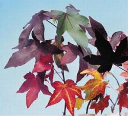 Pestré podzimní zbarvení laločnatých listů ambroně západní (Liquidambar styraciflua). Foto V. Zelený / (c) Photo V. Zelený