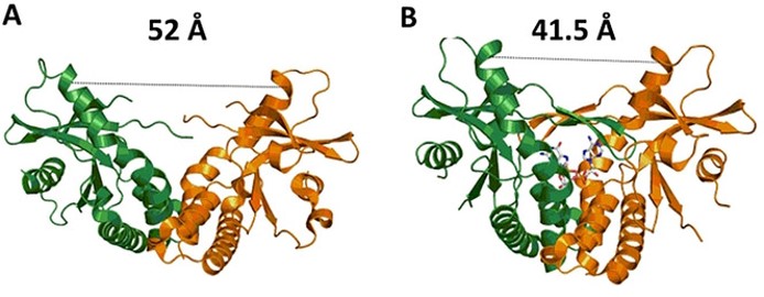 Factors involved in the binding of cyclic dinucleotides to STING protein